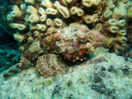 Scorpionfish IMG 6090